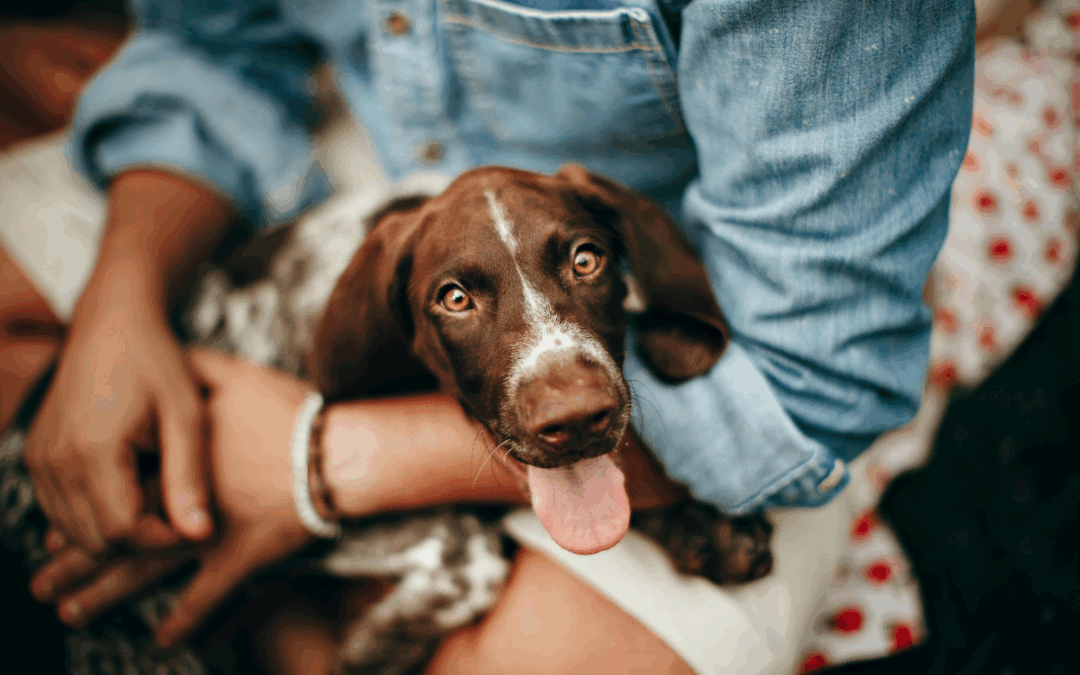 Historic Win: Maryland Divorce Attorney Howard Soypher Secures Pet Custody Based on Best Interests