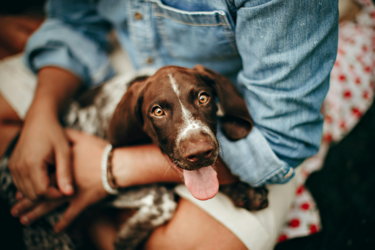 Historic Win Maryland Divorce Attorney Howard Soypher Secures Pet Custody Based on Best Interests